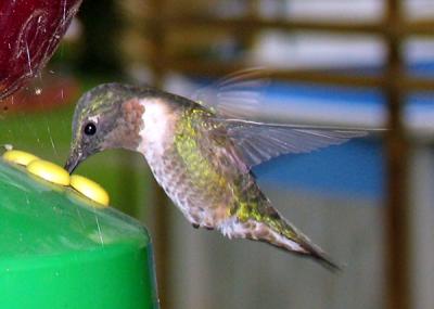 IMG_3039cropeditir.jpg