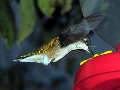 IMG_3909cropeditir.jpg