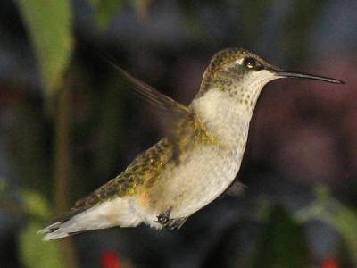 IMG_3912cropeditir.jpg