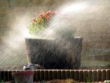 Watering the mums.