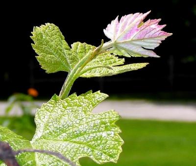 New  Leaves
