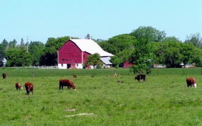 Cattle  Farm