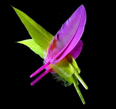 Yellow  and  Pink  feather