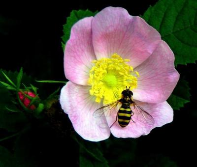 Bee  and  Rose.
