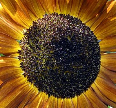 Sun  Flower