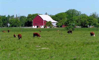 Country  Farm.