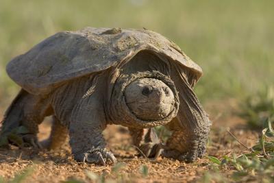 turtle.jpg