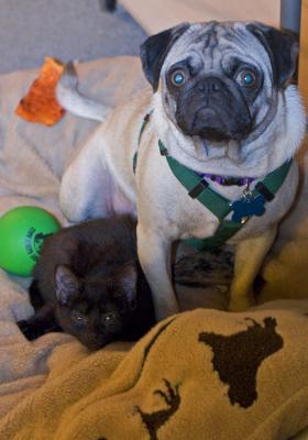 catpug.jpg