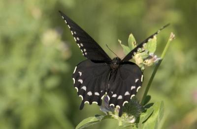CRW_3312.jpg