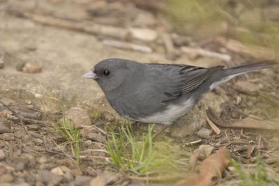 CRW_2494.jpg