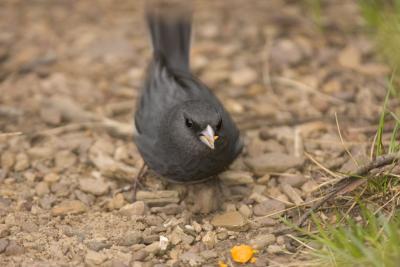 CRW_2497.jpg