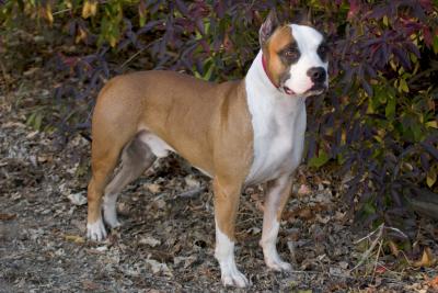 Dwayne's Pittbulls