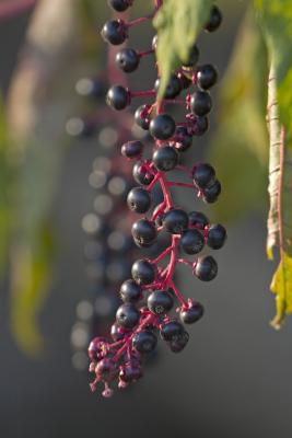 CRW_3540.jpg