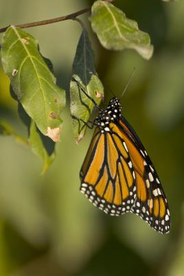 CRW_3546.jpg