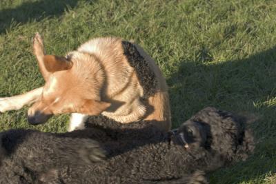 CRW_3838.jpg