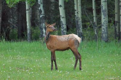 DSC_6403.jpg