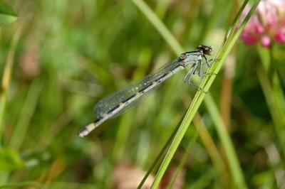 DSC_7113.jpg