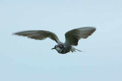DSC_7246.jpg