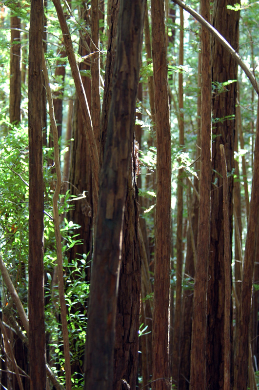 Dennys Muir Woods