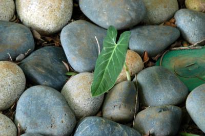 Leaf in the Rocks