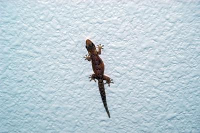 Gecko on Ceiling