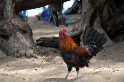 Island Rooster