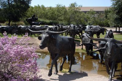 Pioneer Park Cattle Drive