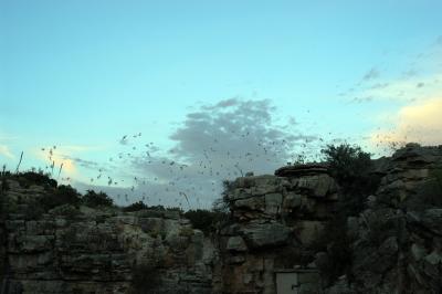 Bats Exiting Carlsbad Caverns