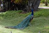 Posed Peacock