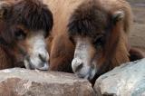 Camel Gossip