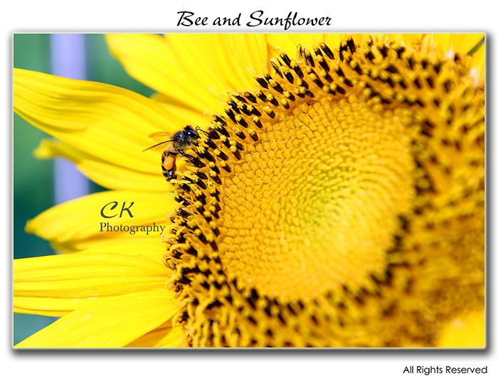 BeeSunflower2.jpg
