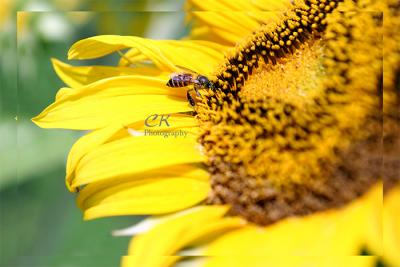 BeeSunflower1.jpg