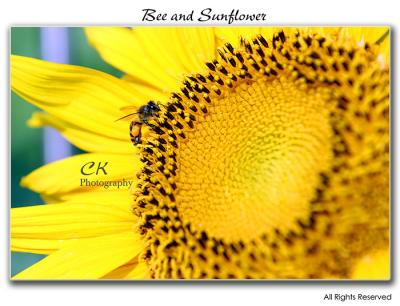 BeeSunflower2.jpg
