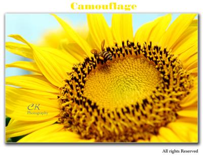 BeeSunflower4.jpg