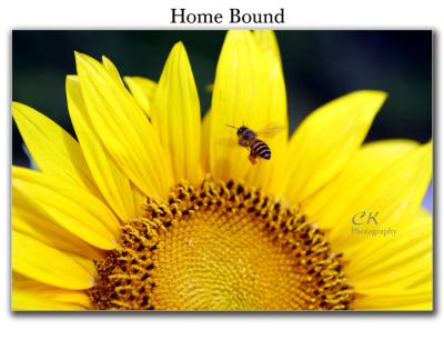 BeeSunflower5.jpg