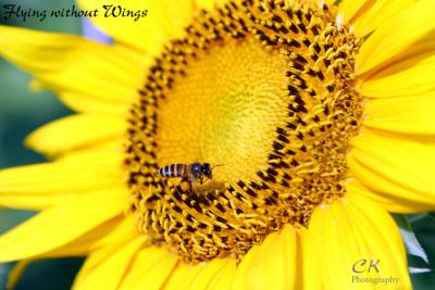 BeeSunflower6.jpg
