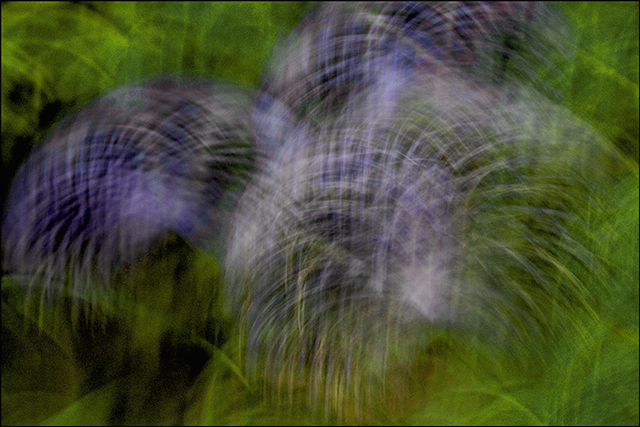 Thistle Fireworks