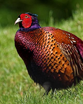 1st June 05 Cock Pheasant