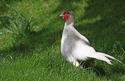 2nd June 05 Leucistic Pheasant