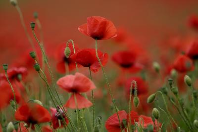 25th June 05 Poppies