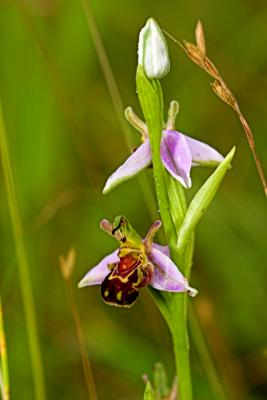 24th June 05 Bee Orchid