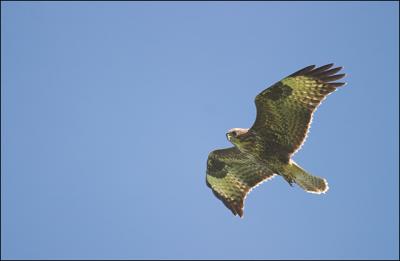 26th Aug 05 Common Buzzard (Wild)