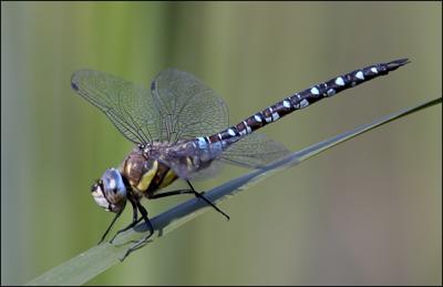 Dragonfly at Rest