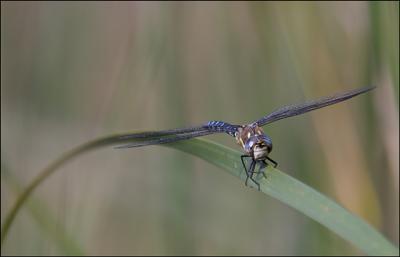 Dragonfly at Rest II