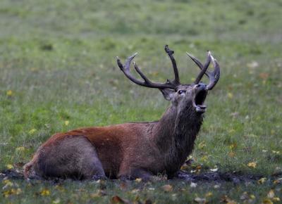 Stag.jpg