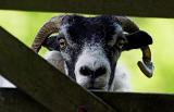 30th May 05 Sheep at Gate