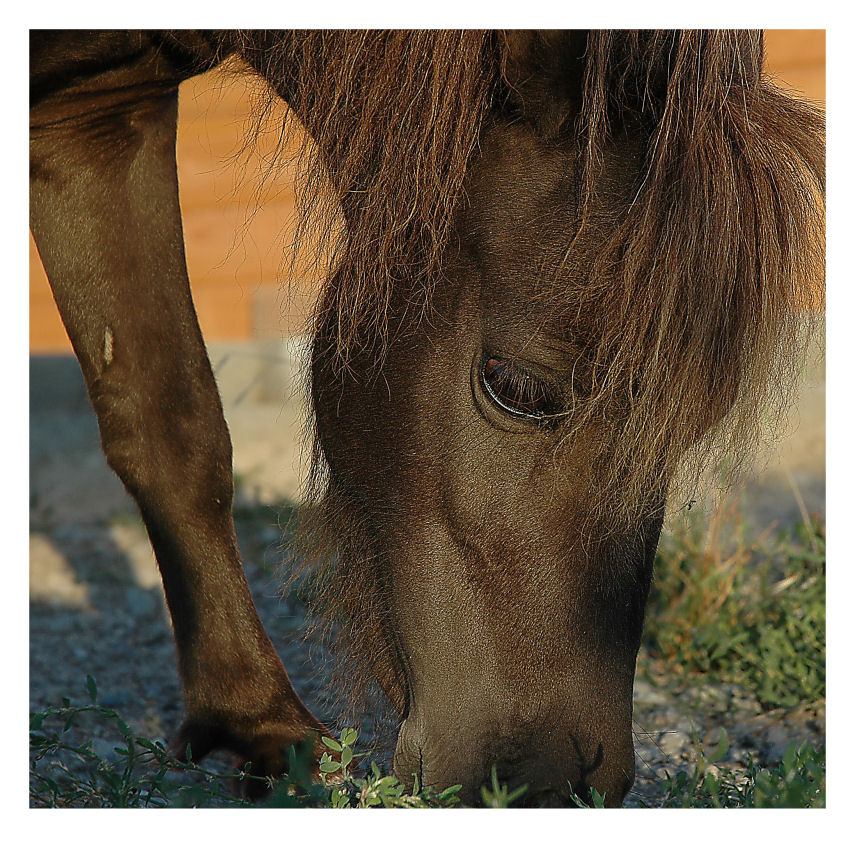 Velvet Grazing