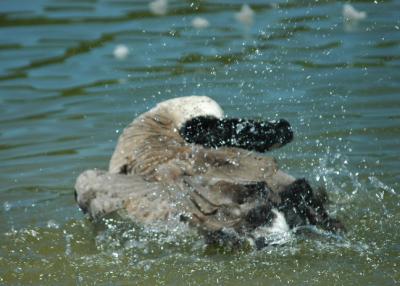 Splish Splash I was takin a bath