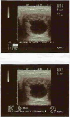 Fawkes UltraSound.jpg