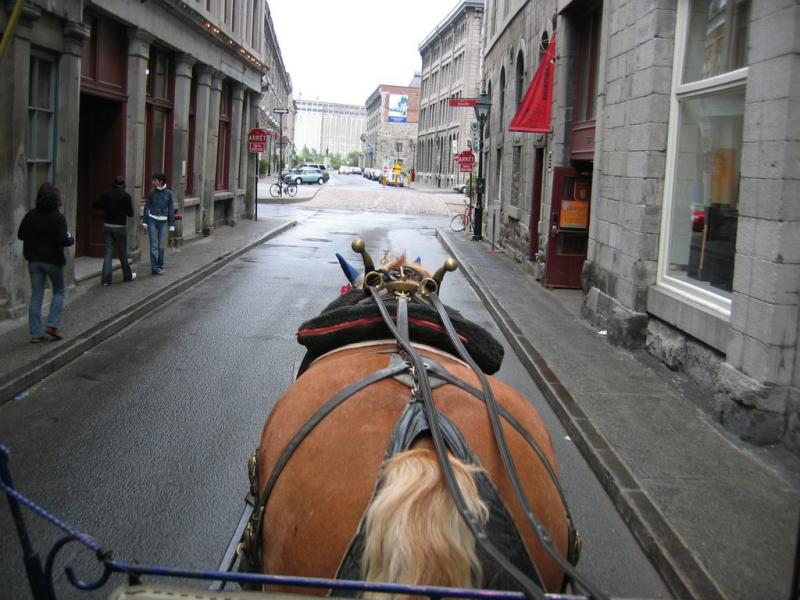 Horse Carriage Tour - Ass View.jpg